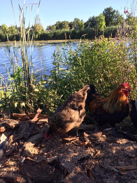 Studio Lakeside Spiegelplas Nederhorst den Berg المظهر الخارجي الصورة